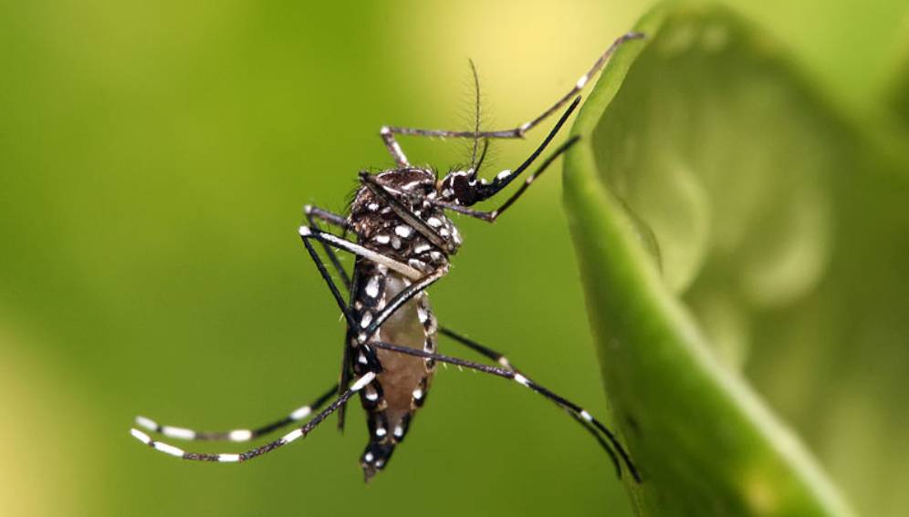 26 de agosto “Día Internacional del Dengue”