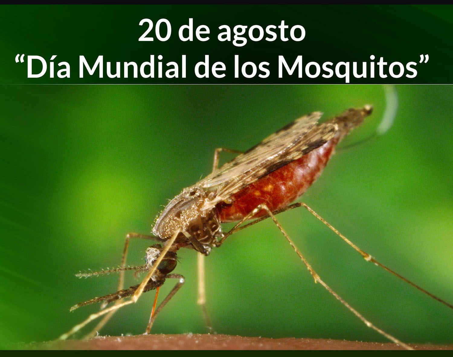 20 de agosto “Día Mundial de los Mosquitos”