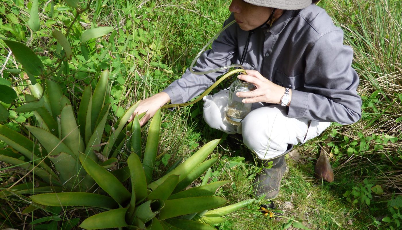 Estudios ecológicos y taxonómicos de los mosquitos (Diptera: Culicidae) que crían en fitotelmata del noreste argentino